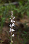 Carolina false vervain